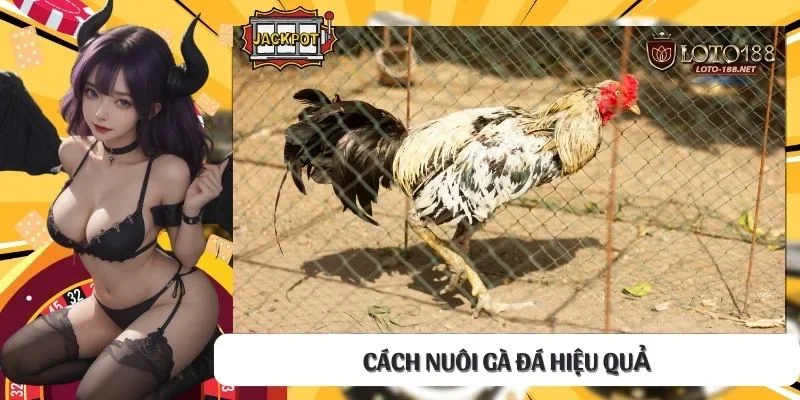 Cách nuôi gà đá hiệu quả