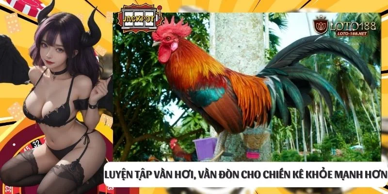 Luyện tập vần hơi, vần đòn cho chiến kê khỏe mạnh hơn