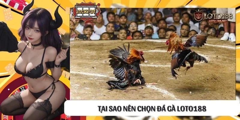 Tại sao nên chọn đá gà LOTO188