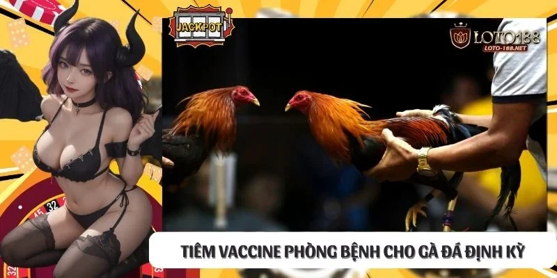 Tiêm vaccine phòng bệnh cho gà đá định kỳ